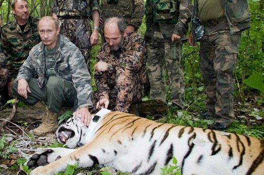Putina se boji vsichni usurijsti tygri.jpg